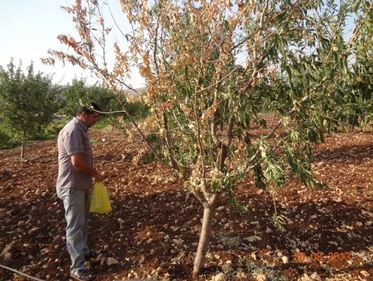 Badem Dal Kanseri Hastalığı