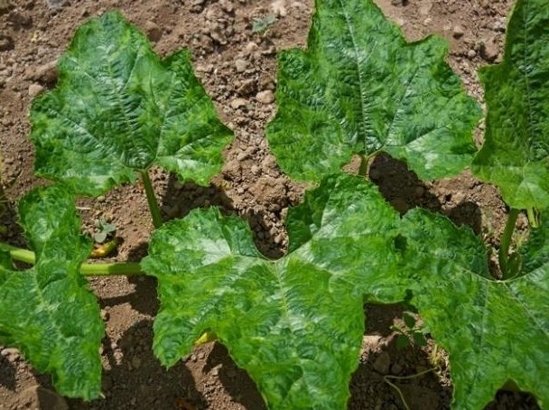 Kabak Mozaik Virüsü (Squash Mosaic Comovirus-Sqmv)