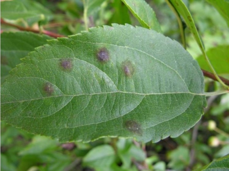 Elmalarda Memeli Pas Hastalığı