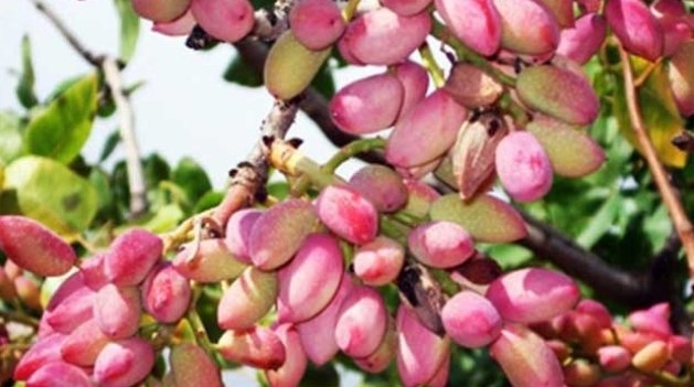 Antep Fıstığı Dal Güvesi 