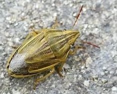 Hububatta Kımıl Nedir? Zararları Ve Mücadele Yöntemleri