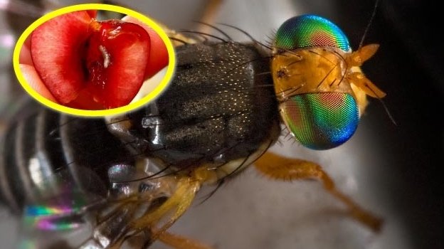 Kiraz Sineği Nedir? Zararları Ve Mücadele Yöntemleri