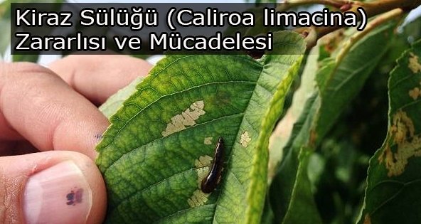 Kiraz Sülüğü Nedir? Zararları Ve Mücadele Yöntemleri