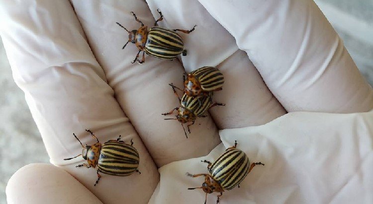 Patates Böceği Ergin