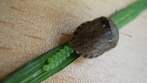 Önemli Tahıl Zararlıları Nelerdir? Önemli Tahıl Zararlıları Nelerdir?