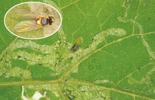 Yaprak Galeri Güvesi Mücadelesi