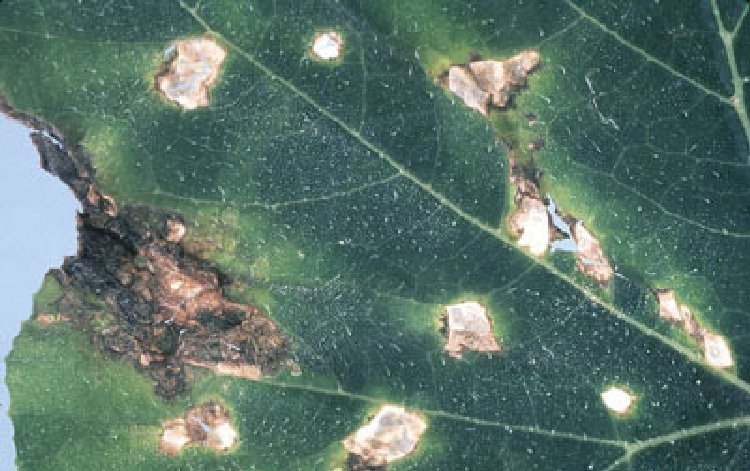 Köşeli Yaprak Lekesi