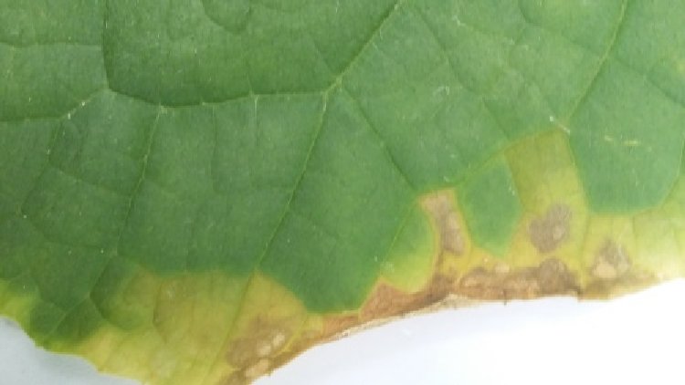 Hıyar Yaprak Lekesi