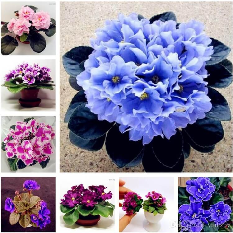 Afrika Menekşesi Çiçeği Afrika Menekşesi