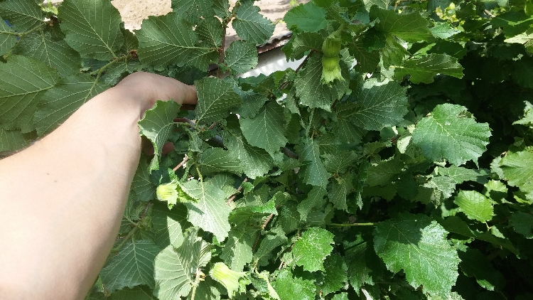 Fındık Yetiştiriciliği