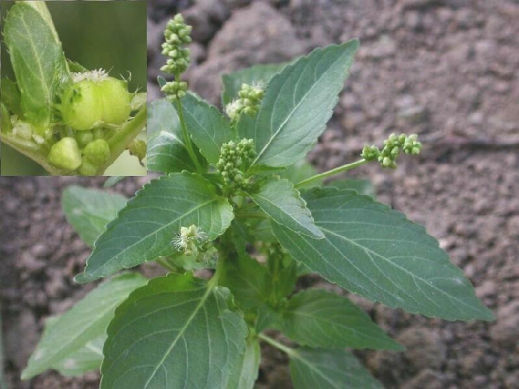 Yer Fesleğeni (Köpek Lahanası)