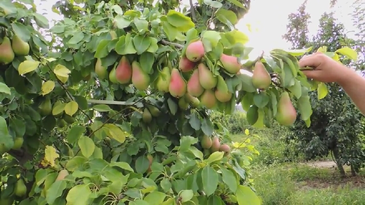 Armut Yetiştiriciliği