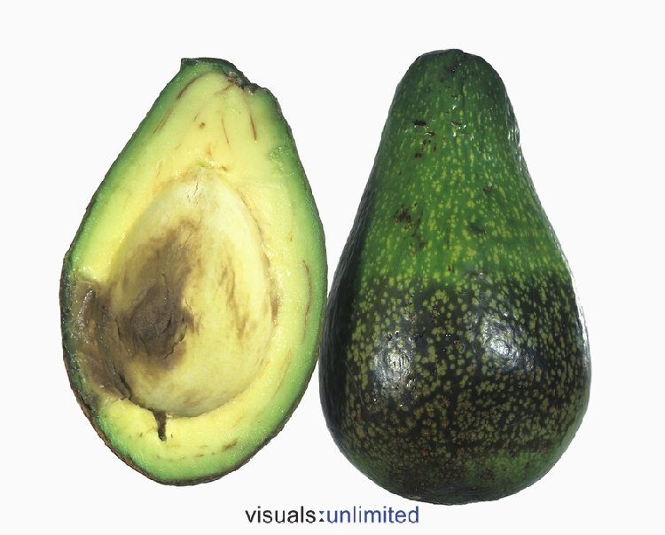 Meyve Çürüklüğü Hastalığı