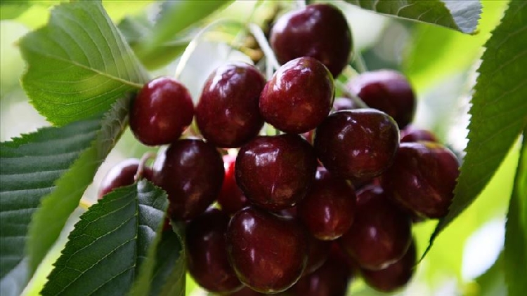 Regina Kiraz Fidanı