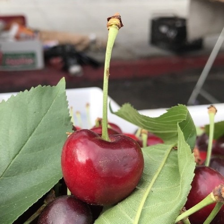 Brooks Kiraz Çeşidi Ve Özellikleri Brooks Kiraz Fidanı