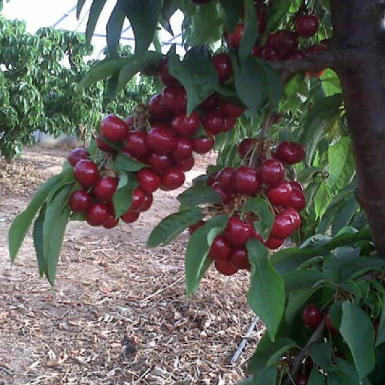 Star Giant Kiraz Fidanı