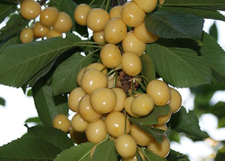 Starks Gold Kiraz Çeşidi