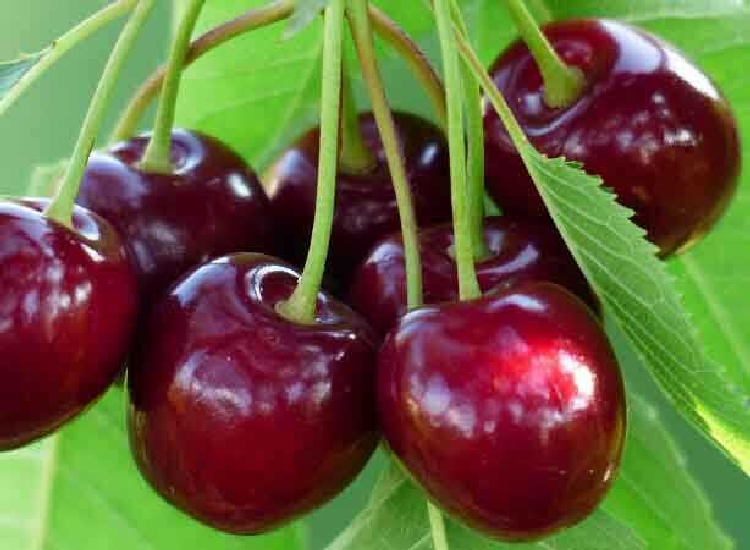 Royal King Kiraz Çeşidi