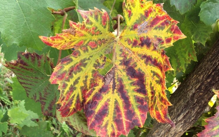 Kızıl Yanıklık Hastalığı Pseudopezicula tracheiphila ile ilgili görsel sonucu