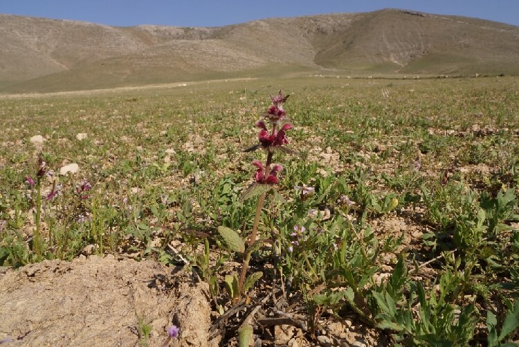 Doğu Ballı Babası Otu Nedir?