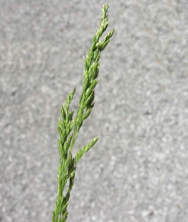 Ballıbaba Otu Nedir? Ballıbaba