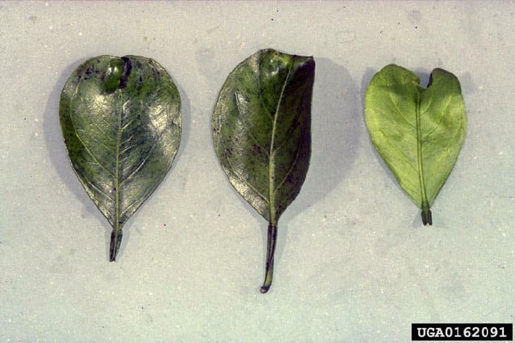 Satsuma Cüceleşme Virüsü 