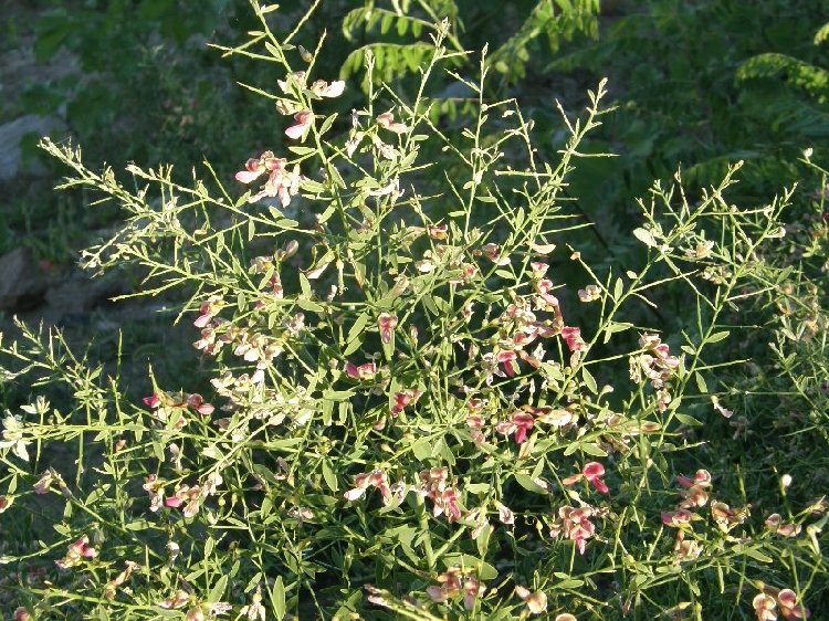 Deve Dikeni (Onopordum Acanthium) Nedir? Özellikleri Ve Faydaları Deve Dikeni