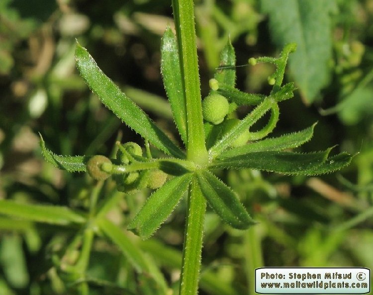 Yabani Yoğurt Otu (Sideritis Montana) Nedir? Özellikleri Ve Faydaları Yabani Yoğurt Otu