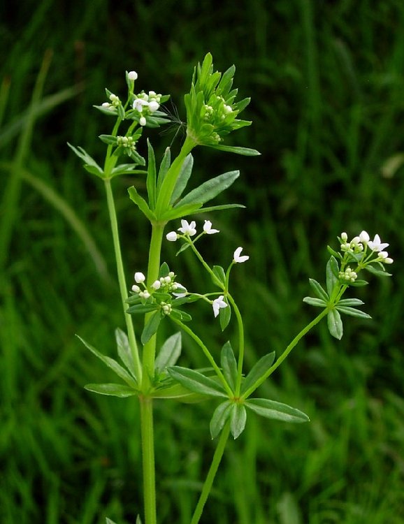 Yabani Yoğurt Otu (Sideritis Montana) Nedir? Özellikleri Ve Faydaları Yabani Yoğurt Otu
