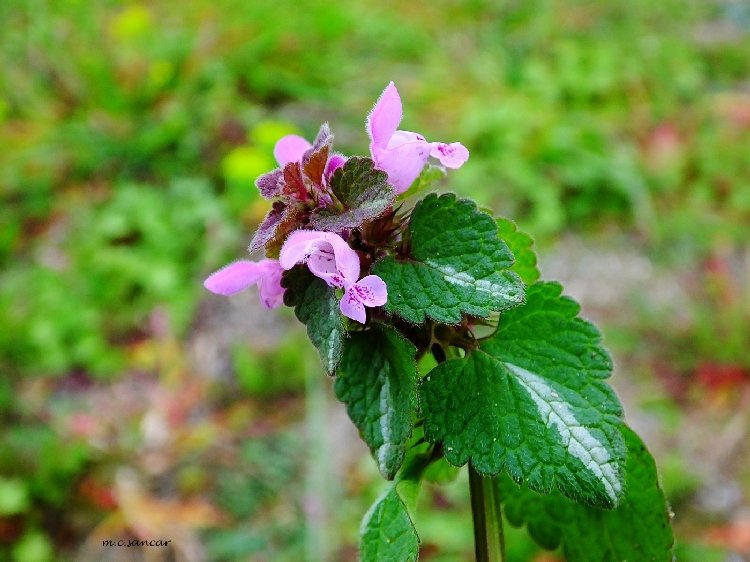 Büyük Dişli Ballıbaba (Pulmonaria Officinalis) Nedir? Özellikleri