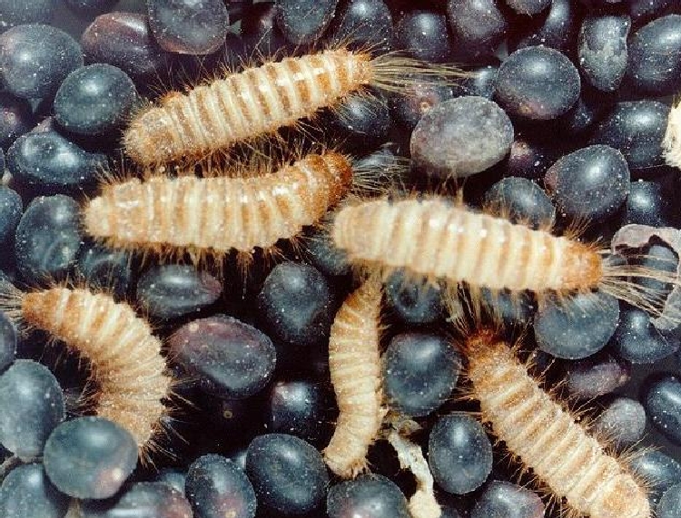 Khapra BÃ¶ceÄi ile ilgili gÃ¶rsel sonucu