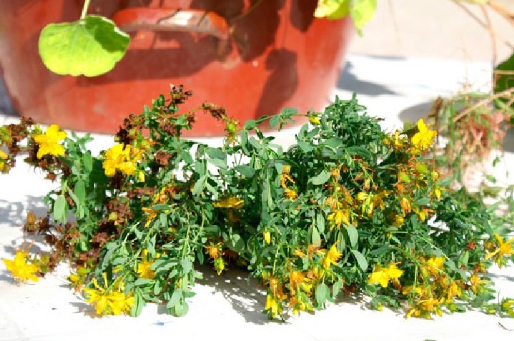 Kantaron (Hypericum Perforatum) Faydaları Ve Zararları Nelerdir?