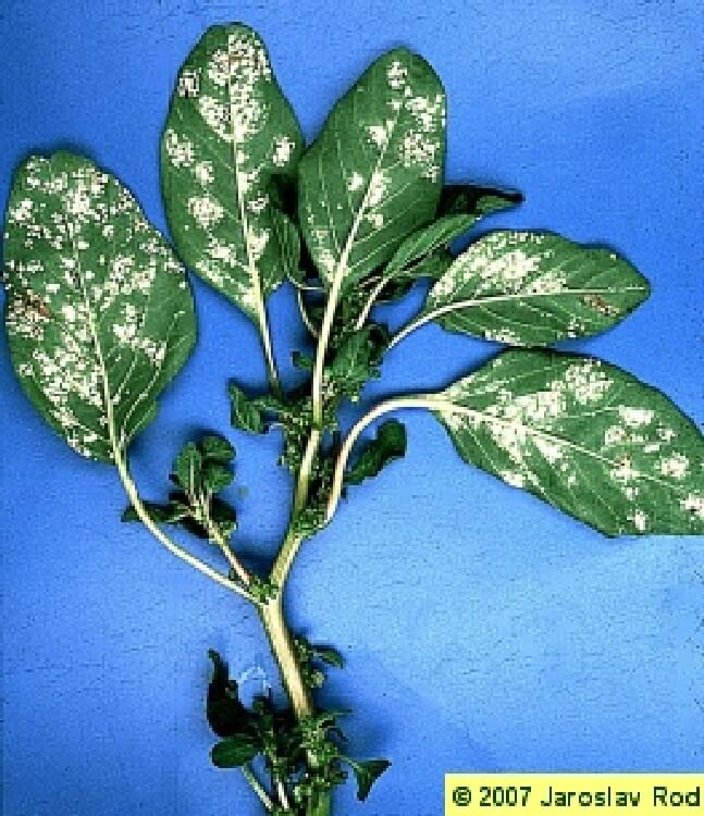 Beyaz Pas Hastalığı