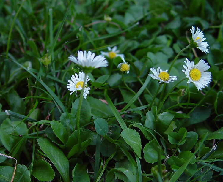 Koyungözü Otu Nedir?