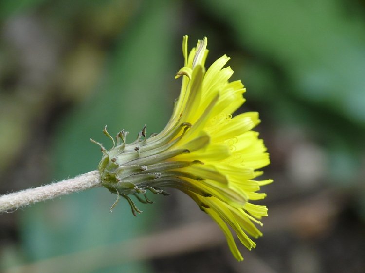 Aslan Dişi (Acanthus Mollis) Nedir? Özellikleri Ve Kullanım Alanları Aslan Dişi