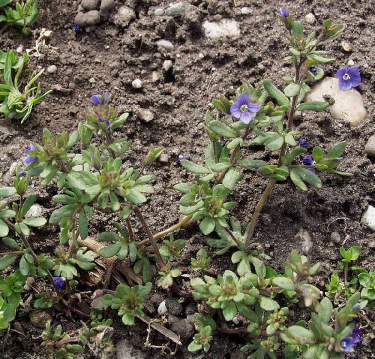 Parmaklı Yavşan Otu (Stachys Recta) Nedir? Özellikleri Ve Faydaları Parmaklı Yavşan Otu