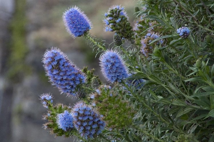 Engerek Otu (Ferula Communis) Nedir? Özellikleri Ve Kullanım Alanları Engerek Otu (Ferula Communis) Nedir? Özellikleri Ve Kullanım Alanları