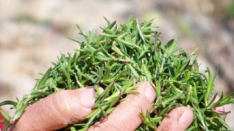 Kekik Çayı Faydaları Ve Zararları Nelerdir? Kekik Çayı Faydaları ve Zararları Nelerdir?