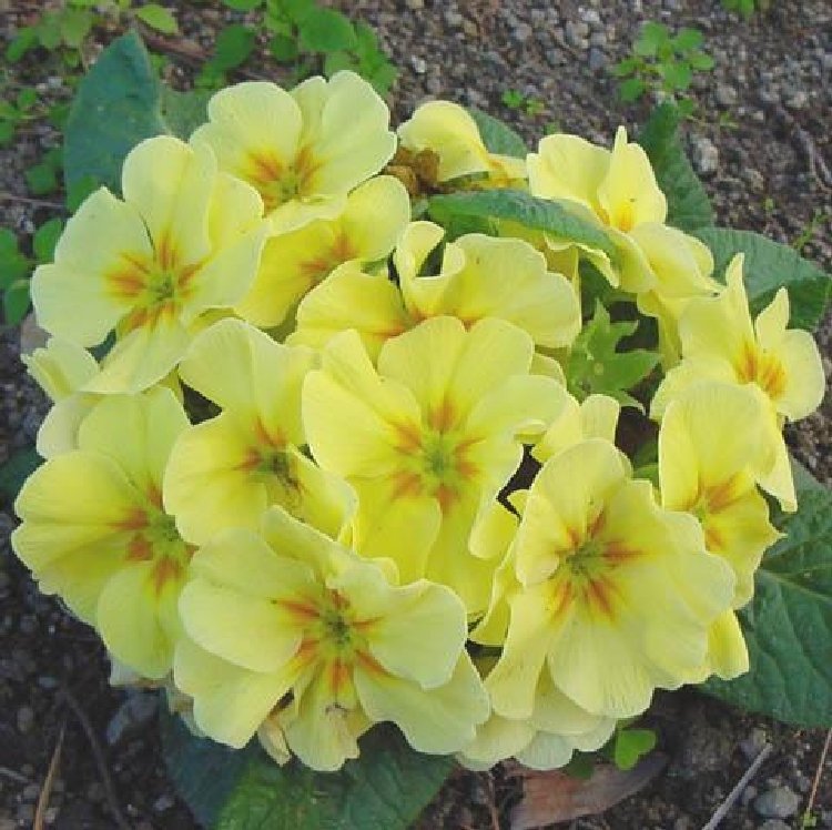 Baharotu Çayı Faydaları