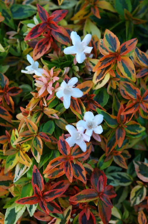 Abelia X Grandiflora (Kaliedoscope) Çiçeği