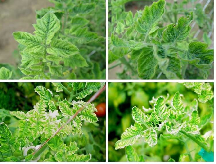 Domates SarÄ± Yaprak KÄ±vÄ±rcÄ±klÄ±k VirÃ¼sÃ¼ SORHOCAM ile ilgili gÃ¶rsel sonucu