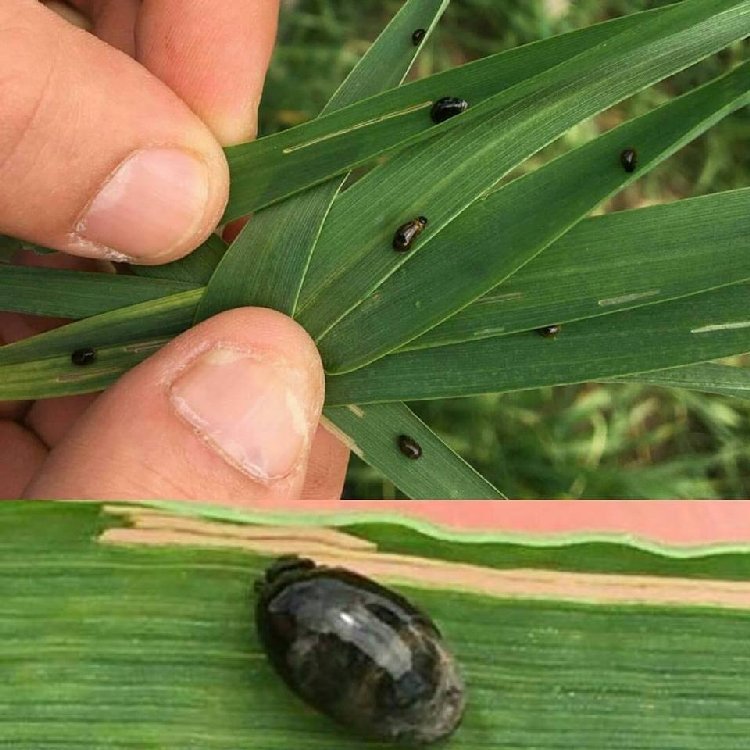 Ekin Yaprak Sülüğü
