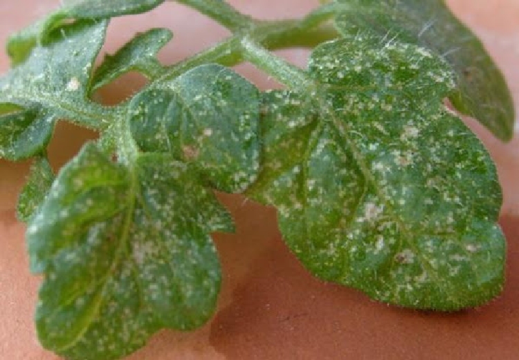 Sebzelerde Thrips Zararı Nelerdir?