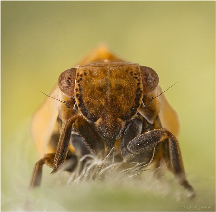 Çamuratan Zararlısı