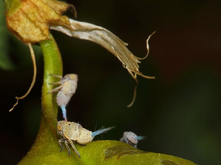 Çamuratan Zararlısı