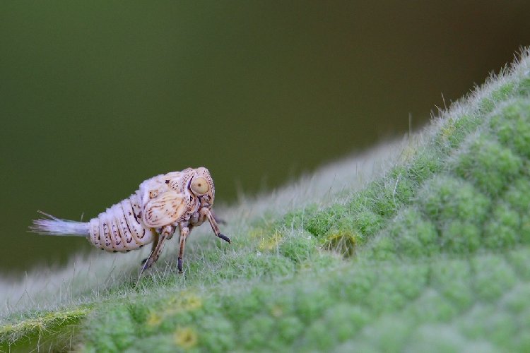 Çamuratan Zararlısı