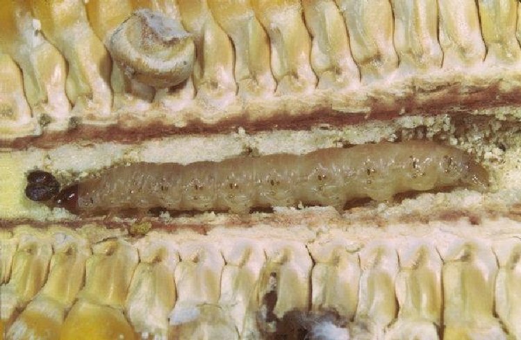 Mısır Koçan Kurdu Nedir? Zararları Ve Mücadele Yöntemleri