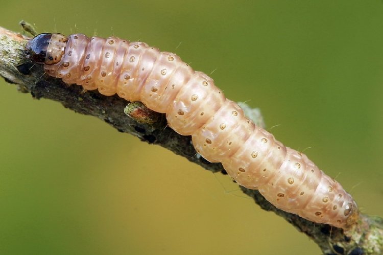 Mısır Kurdu Nedir? Zararları Ve Mücadele Yöntemleri
