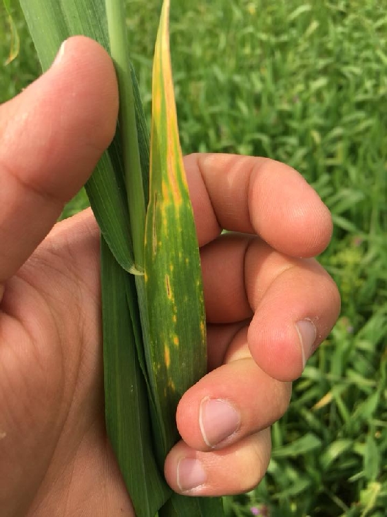 Buğdayda Septorya Yaprak Lekesi Belirtileri, Nedenleri Ve Mücadelesi Buğdayda Septorya Yaprak Lekesi