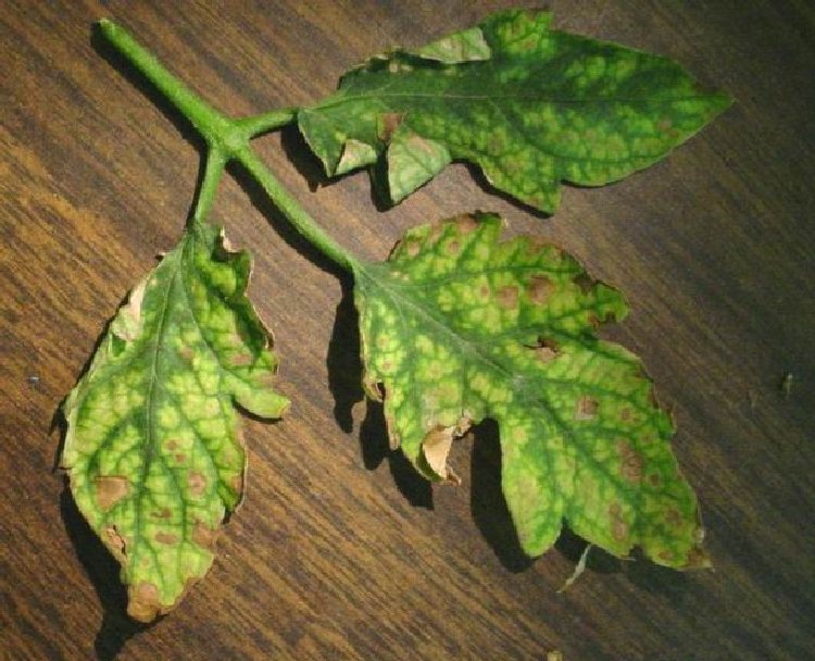 Bitkilerde Magnezyum EksikliÄŸi sorhocam ile ilgili gÃ¶rsel sonucu